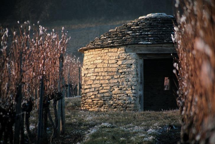 Restaurer le patrimoine viticole des climatrs : 