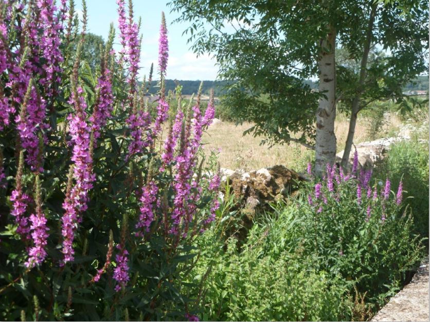 Villes et villages fleuris... plus que des fleurs !