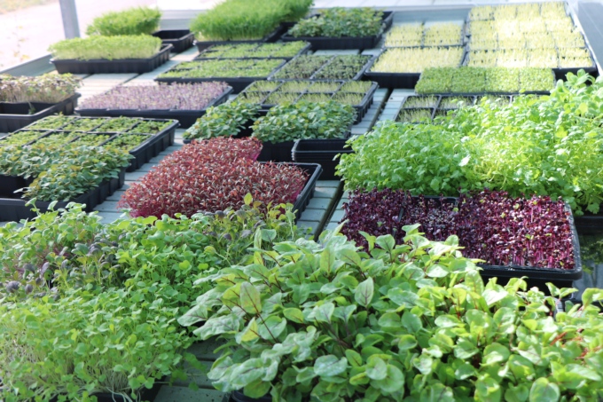 Le potager des ducs