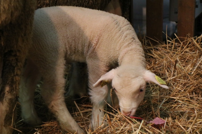 La Ferme C&ocirc;te d'Or &agrave; la Foire de Dijon : un nouveau coup de projecteur sur les fili&egrave;res locales !