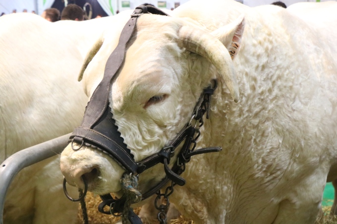 La Ferme C&ocirc;te d'Or &agrave; la Foire de Dijon : un nouveau coup de projecteur sur les fili&egrave;res locales !
