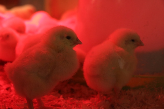 La Ferme C&ocirc;te d'Or &agrave; la Foire de Dijon : un nouveau coup de projecteur sur les fili&egrave;res locales !