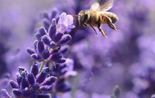  Dijon m&eacute;tropole et l'Ecole des hautes &eacute;tudes en apiculture (EHEA) s'engagent pour la recherche
