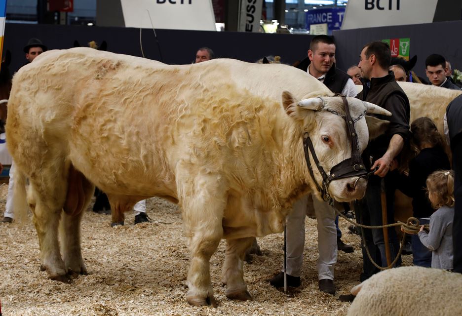 taureau charolais LEICESTER taureau charolais LEICESTER