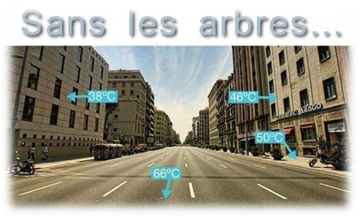 Arbor&rsquo;&eacute;co- Lucie Sujobert