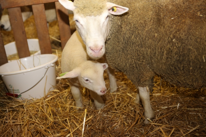 La Ferme C&ocirc;te-d&rsquo;Or 