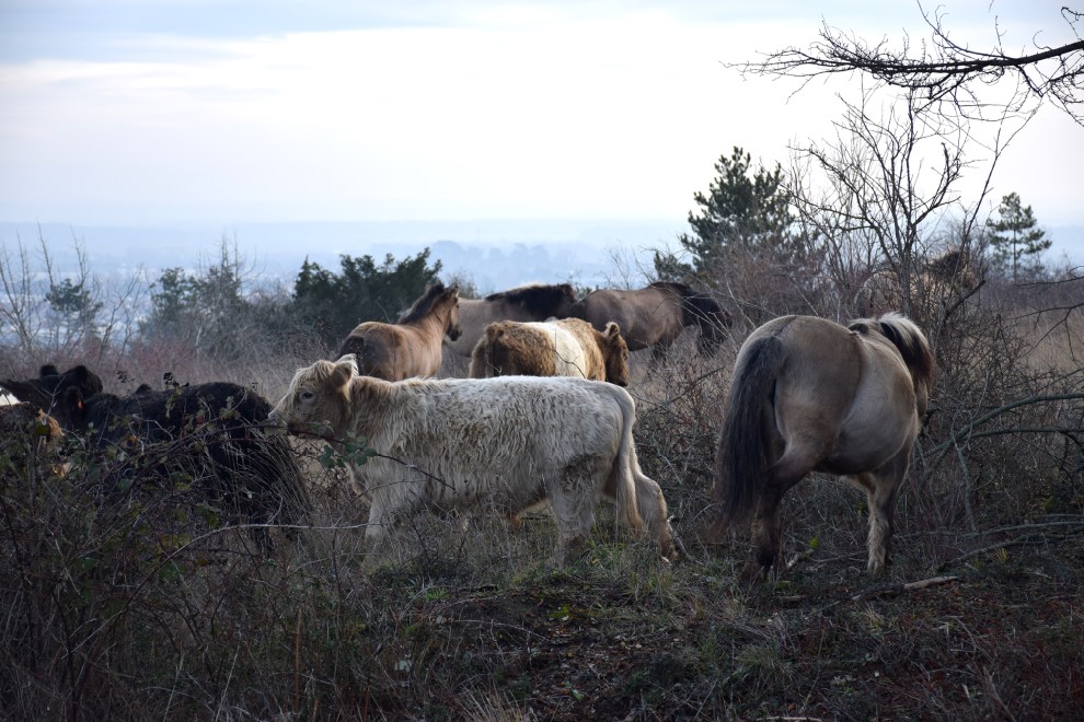 Plateau de Chen&ocirc;ve Vaches, &acirc;nes et chevaux restaurent les pelouses incendi&eacute;es !