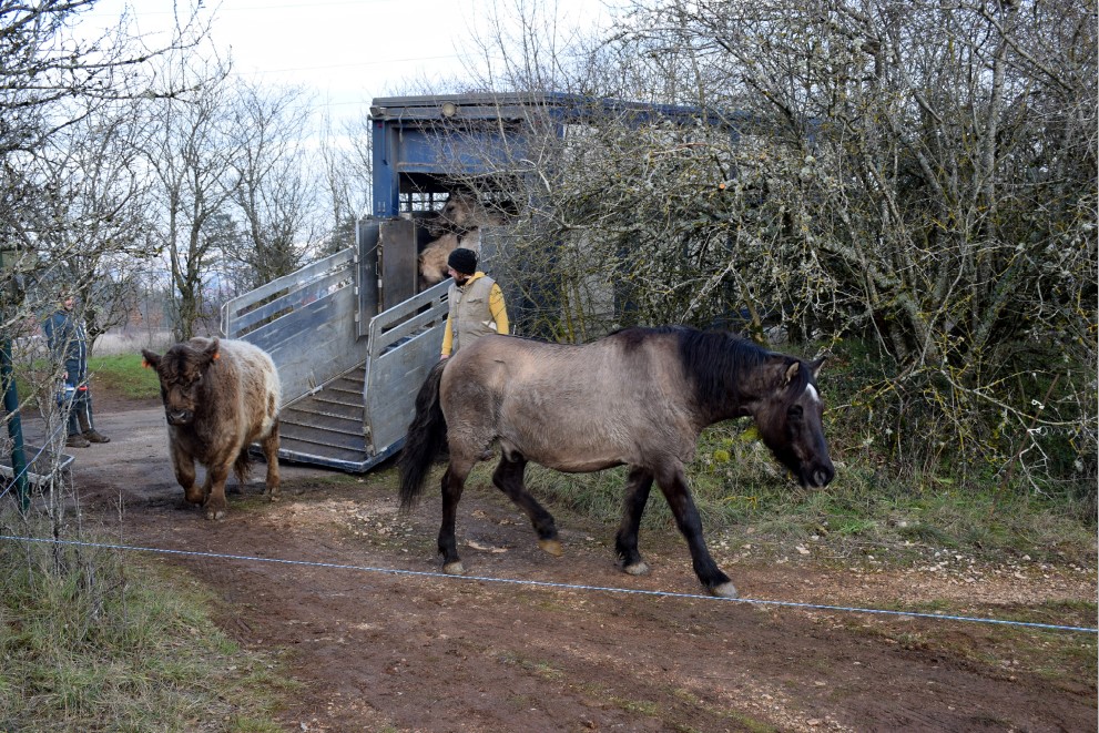Plateau de Chen&ocirc;ve Vaches, &acirc;nes et chevaux restaurent les pelouses incendi&eacute;es !