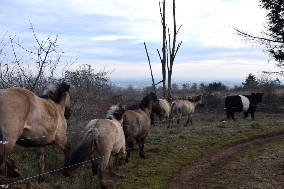 Plateau de Chen&ocirc;ve Vaches, &acirc;nes et chevaux restaurent les pelouses incendi&eacute;es !
