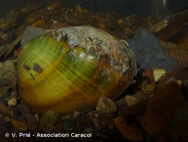 V.Prié - association caracol V.Prié - association caracol