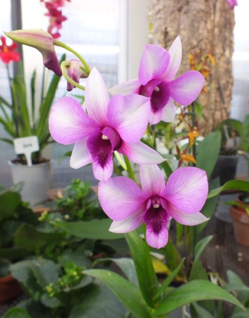 orchid&eacute;e, orchidemoi