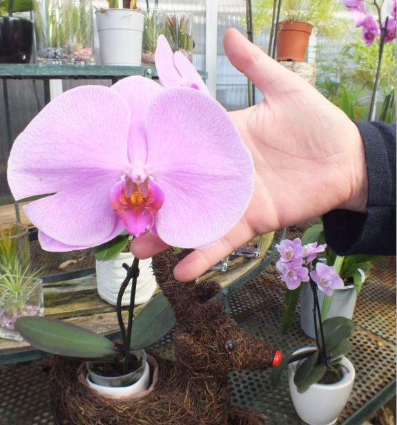 orchid&eacute;e, orchidemoi
