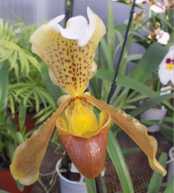 orchid&eacute;e, orchidemoi
