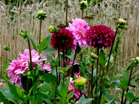 BARBIREY AOUT 2015 MARIE QUIQUEMELLE ECHO DES COMMUNES