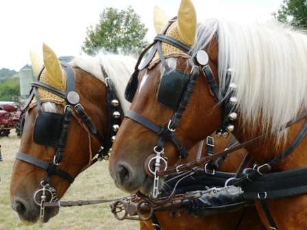 FETE NATURE ET CHIEN 2015 ECHO DES COMMUNES