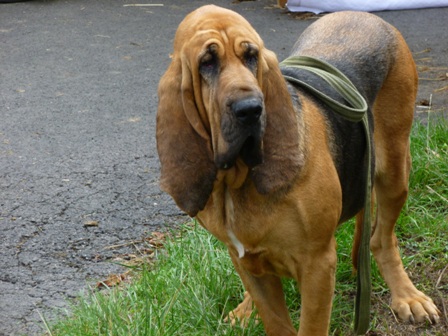 FETE NATURE ET CHIEN 2015 ECHO DES COMMUNES