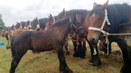 FETE NATURE ET CHIEN 2015 ECHO DES COMMUNES