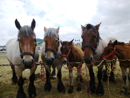 FETE NATURE ET CHIEN 2015 ECHO DES COMMUNES