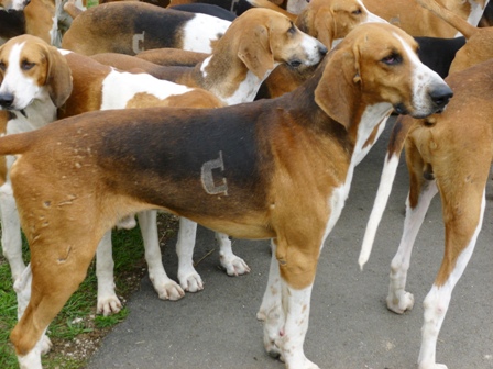 FETE NATURE ET CHIEN 2015 ECHO DES COMMUNES