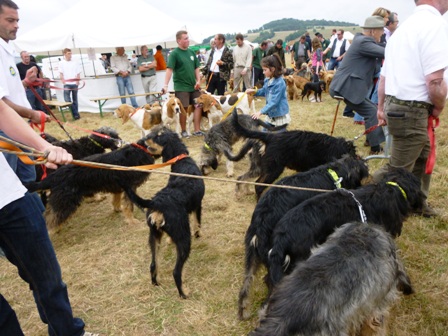 FETE NATURE ET CHIEN 2015 ECHO DES COMMUNES