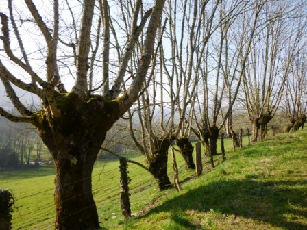 REGION BOURGOGNE APPEL A PROJET PROTECTION DU BOCAGE