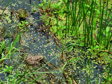 ROUTES DES AMPHIBIENS ST SEINE ECHO DES COMMUNES