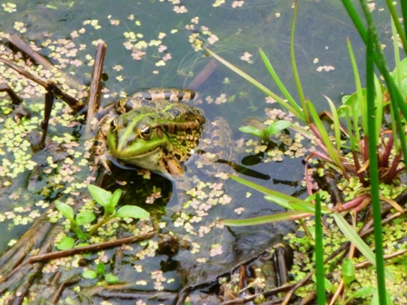 ROUTES DES AMPHIBIENS ST SEINE ECHO DES COMMUNES