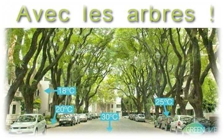 Arbor'éco taille les arbres en respectant l'environnement