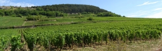 VIGNOBLES EN SCENE : Rendez-vous au coeur des vignobles de Saône-et-Loire pour une 2e édition placée sous le signe de la fête !