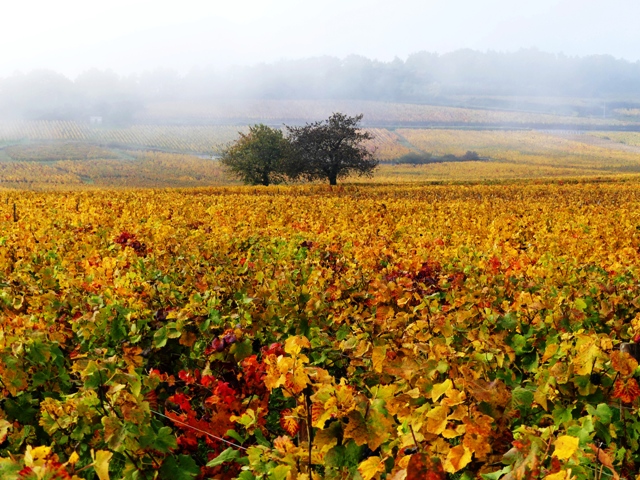 alain suguenot voeux 2017 marie quiquemelle echo des communes